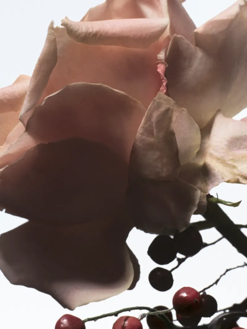Dries Van Noten Raving Rose EDP | MECCA Discount